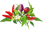 Click and Grow Plant Pod Chilli Pepper Mix 9pcs
