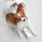 VETEXPERT Immune System - immune support preparation for dogs and cats - 30 caps.