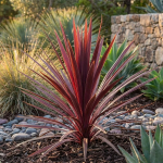 Gėlė kordilina Red Star, 75 cm, &oslash;17 cm
