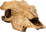 Akvariumo dekoracija Exo Terra Buffalo Skull 012851, geltona