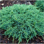 Kadagys BLUE CARPET, 20 - 30 cm, &oslash;19 cm