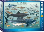 Dėlionė Eurographics Sharks 6000-0079, 67.6 cm x 48.9 cm, 1000 vnt., įvairių spalvų