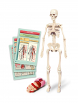 Edukacinis žaislas Clementoni The Human Body Mini-Set