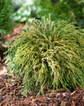 Puskiparisis FILIFERA NANA, 30 - 40 cm, &oslash;19 cm