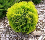 Tuja GOLDEN GLOBE, 20 - 30 cm, &oslash;19 cm