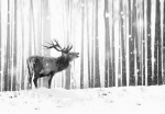 Fototapetas Artgeist Deer In The Snow (Black And White), 70 cm x 100 cm