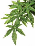 Akvariumo dekoracija Exo Terra Abuliton 012858, žalia, L