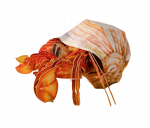 3D dėlionė MakeBug Hermit Crab MB-B-0008, 5 cm x 7 cm, raudona sp.