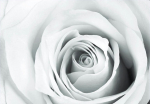 Fototapetas Artgeist Rose Charade, 70 cm x 100 cm