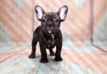Fototapetas Artgeist French Bulldog, 70 cm x 100 cm