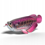 3d Dėlionė Arowana Žuvis - Eugy