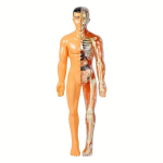 Anatominis žmogaus kūno modelis, 3D permatomas torsas., Pusiau trans tėvas