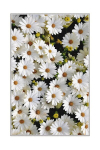 Asir kilimas HMNT521 50x80 cm