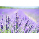 Kreminė du&scaron;o želė Institut Karite Paris Lavender Shea 500 ml