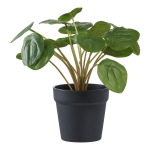 Pelia medinį meną auk&scaron;tis 28cm žalias.