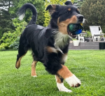 &Scaron;viečiantis &Scaron;unų Kamuolys Su Spygliais Aportavimui Interaktyvus &Scaron;okinėjantis Žaislas