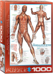 Dėlionė Eurographics, 6000-2015, The Muscular System, 1000 d.
