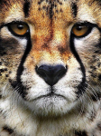 Deimantinės mozaikos rinkinys Wizardi DM285 15 x 20 cm
