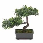 Sausmedis Bonsai