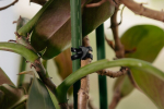 Tvirtinimo dirželis augalams Bradas ANCHOR RUBBER TIE EPDM, 60/4mm