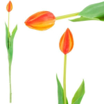 Dirbtinė tulpė, oranžinė