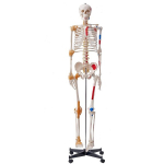 Žmogaus skeleto anatomijos modelis su stovu, PVC, 182 cm