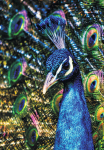 Deimantinė mozaika Peacock, 40x50 cm