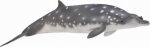 Dziabowal Zwartopyski - Collecta