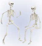 POSABLE SKELETON 90 cm