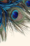 Asir kilimas Hmnt568 60x100 cm