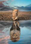 Dėlionė su liūtais Clementoni Self Reflection, 21719, 300 d.