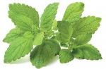 Click & Grow SGR12X3