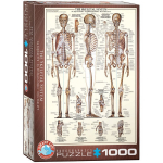 Dėlionė Eurographics, 6000-3970, The Skeletal System, 1000 d.