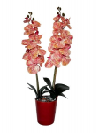 Dirbtinė orchidėja Karamelė