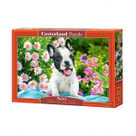 Dėlionė Castorland French Bulldog Puppy 500 detalių