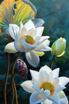 Tapyba pagal skaicius TM Varvikas Tender lotus MC1123e 20x30 cm