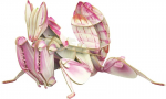 Popierinė 3D dėlionė Makebug Orchidėjinis maldininkas MB-B-0003
