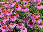 280 sėklų, purpurinės ežiuolės echinacea lauko gėlių sėklos daugiametės laukinės gėlės tvorų apvadai kra&scaron;tinių gėlių augalų sėklos lauko namų sodo gėlių sėklos pritraukia apdulkintojus