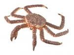 COLLECTA karali&scaron;kasis krabas 88851 88514