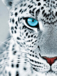 Tapyba pagal skaicius TM Varvikas Leopard stare ME1154e 30x40 cm