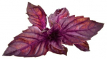 Raudonas bazilikas Smart Garden Click & Grow, 3 vnt