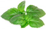 Marselio bazilikas Smart Garden Click & Grow, 3 vnt