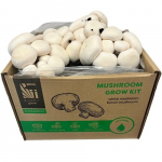 Baltieji pievagrybiai Champignon White