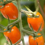 Pomidorai Bambello