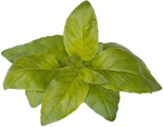 Laimo bazilikas Smart Garden Click & Grow, 3 vnt