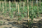 Akacijos Kuolas 140188, 22mmx1,5m