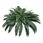 Dirbtinis Bostono papartis &ndash; 88 &scaron;akos, 110&ndash;120 cm