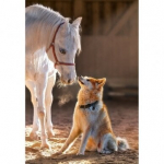 Dėlionė Castorland Unique Friendship 1000 det
