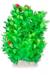 Folijos augalas 20cm 2f11 Happet