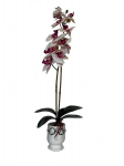 Dirbtinė orchidėja Sofija